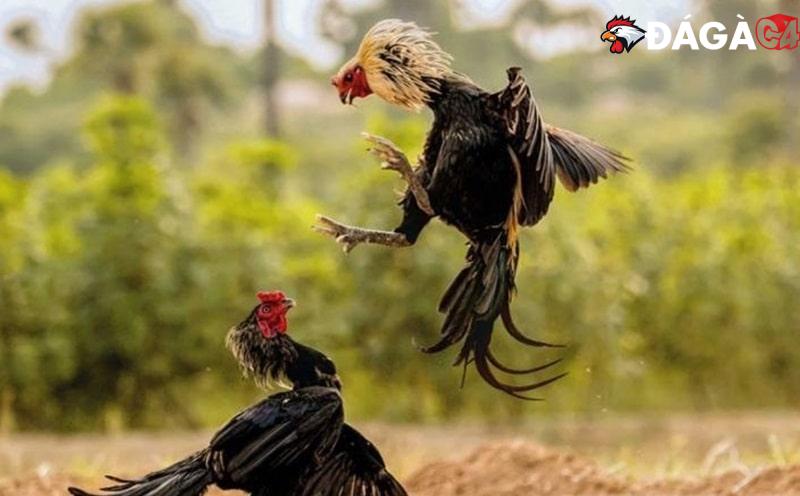 Người chơi theo dõi thông tin về bộ môn đá gà trên trang web https://unterderliebe.me